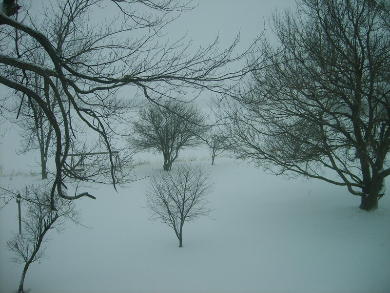 Snow-covered Yard — White
