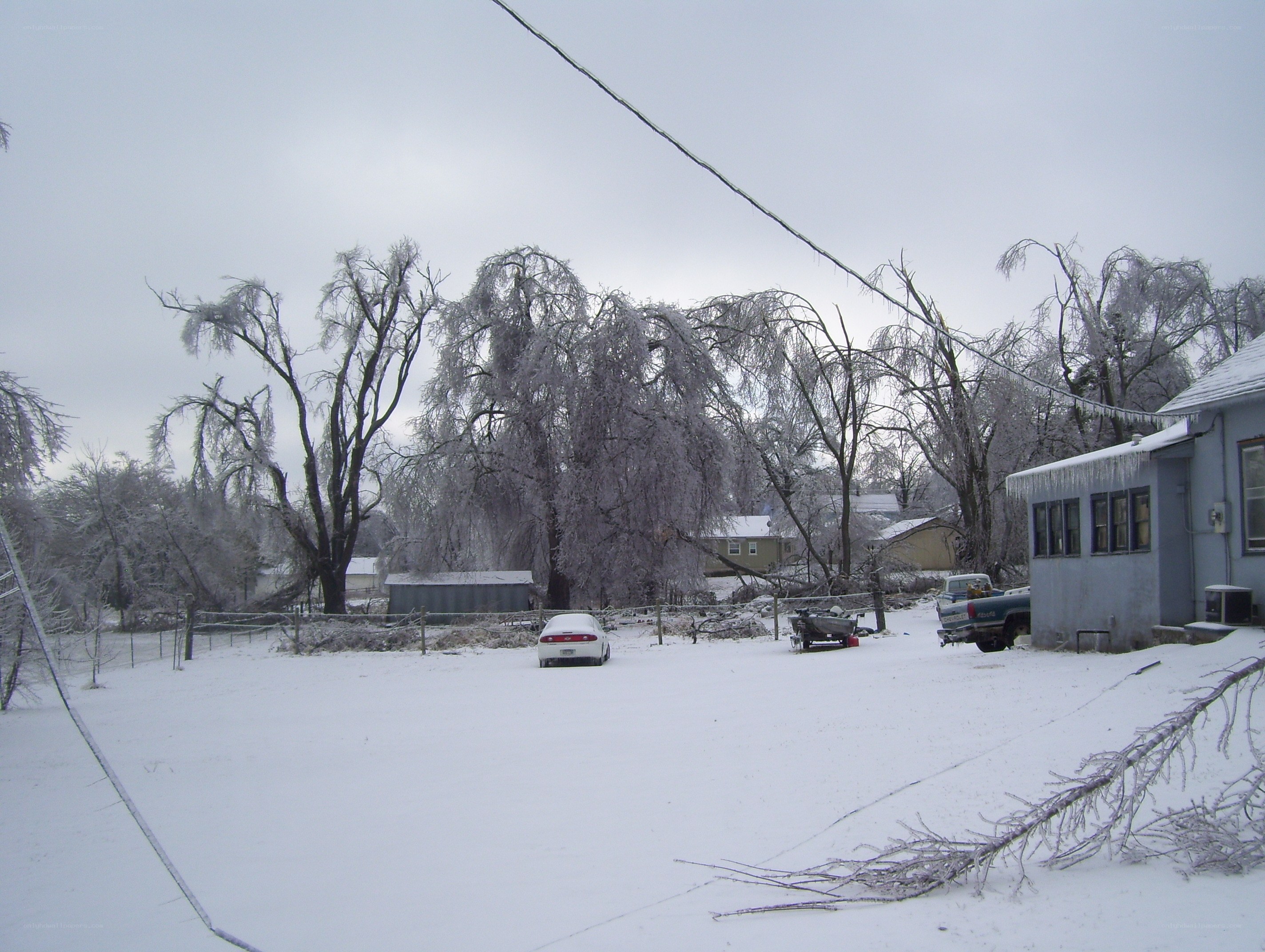 snow-covered yard with ice-laden trees