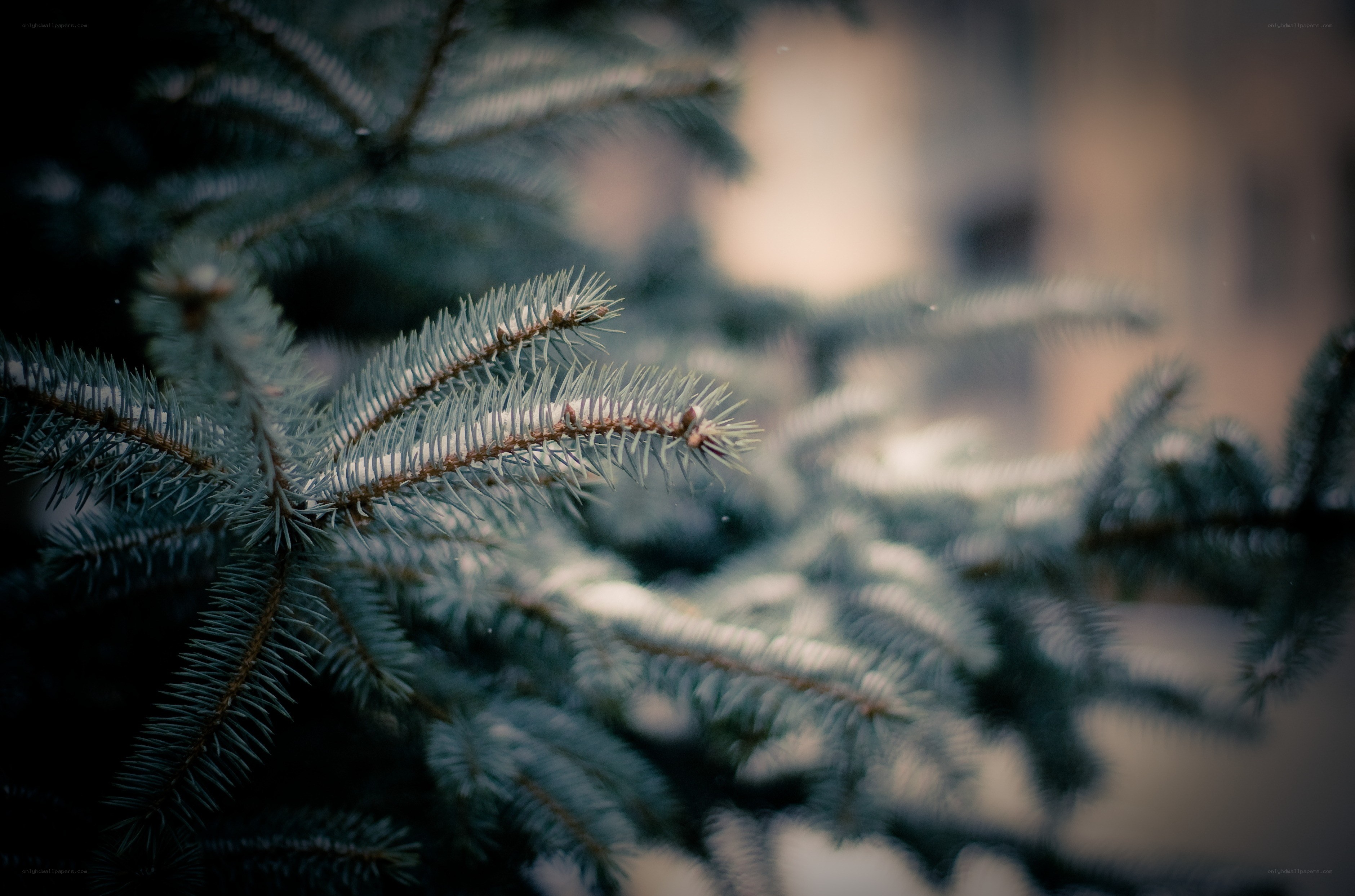 snow-dusted evergreen branches
