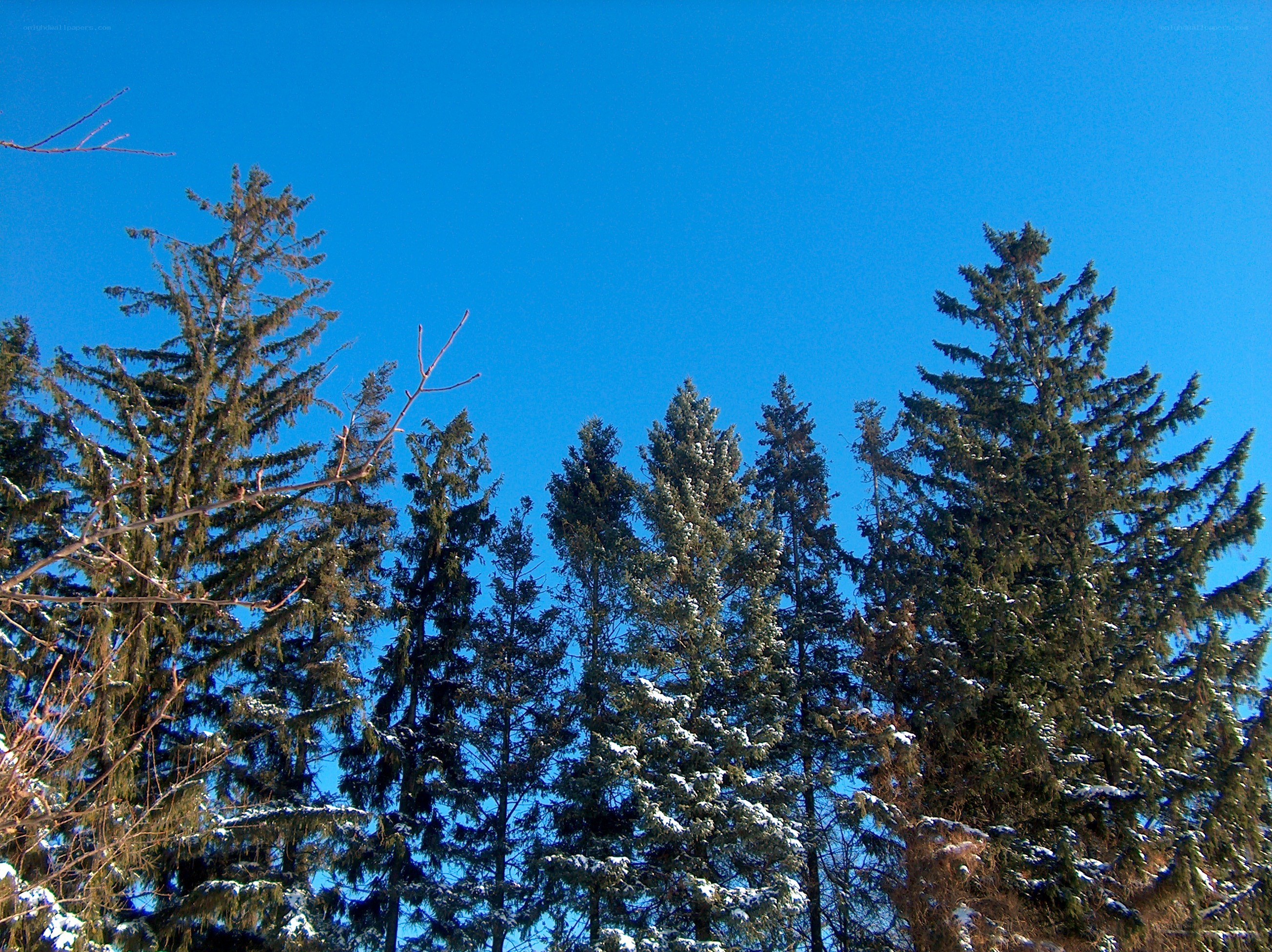 Snow-dusted evergreen trees