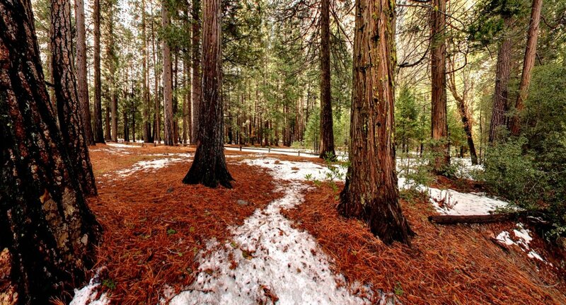 Snow-dusted forest path
