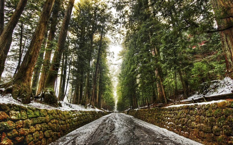 Snow-dusted Forest Road — Green