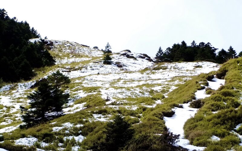 Snow-dusted mountain meadow