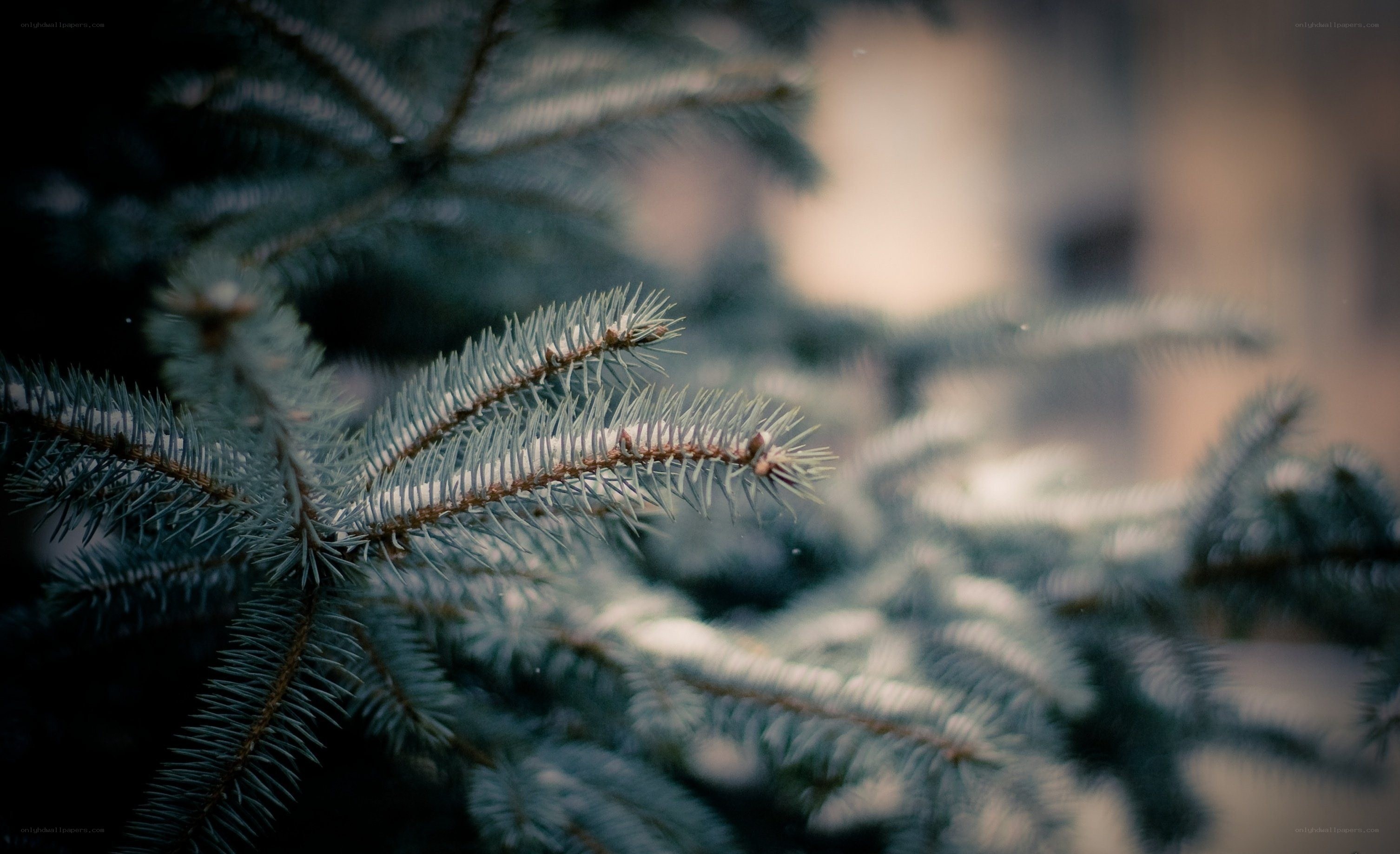 snow-dusted pine branches
