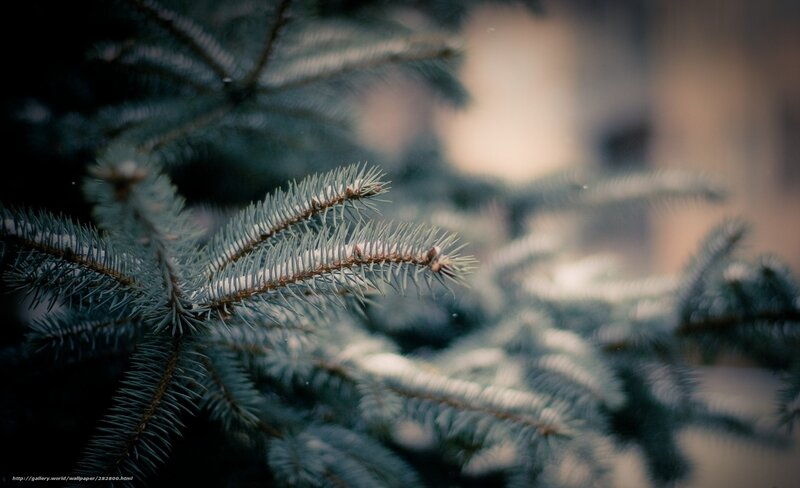 Snow-dusted pine branches