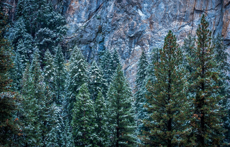 Snow-dusted pine forest