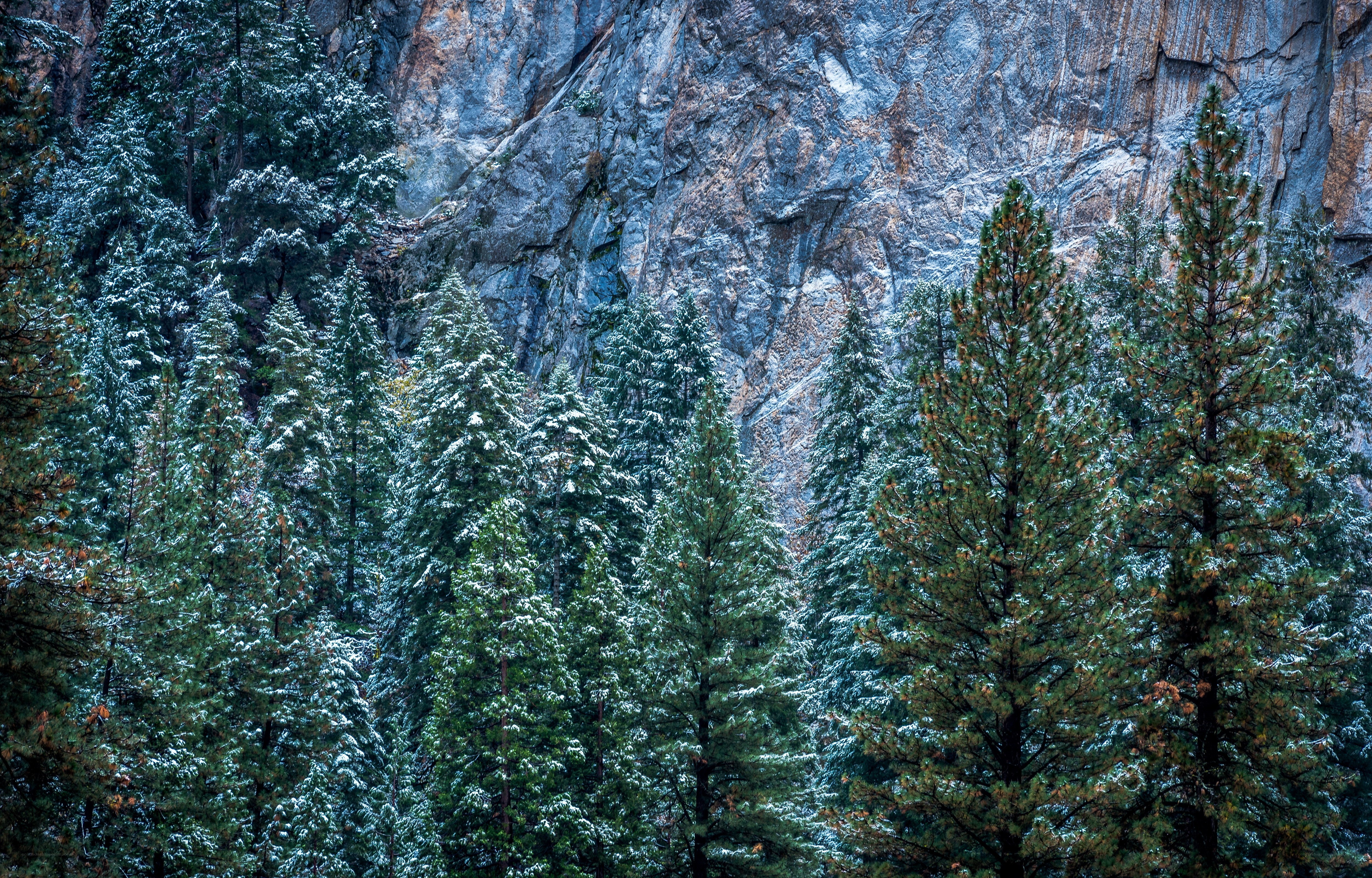 Snow-dusted pine forest