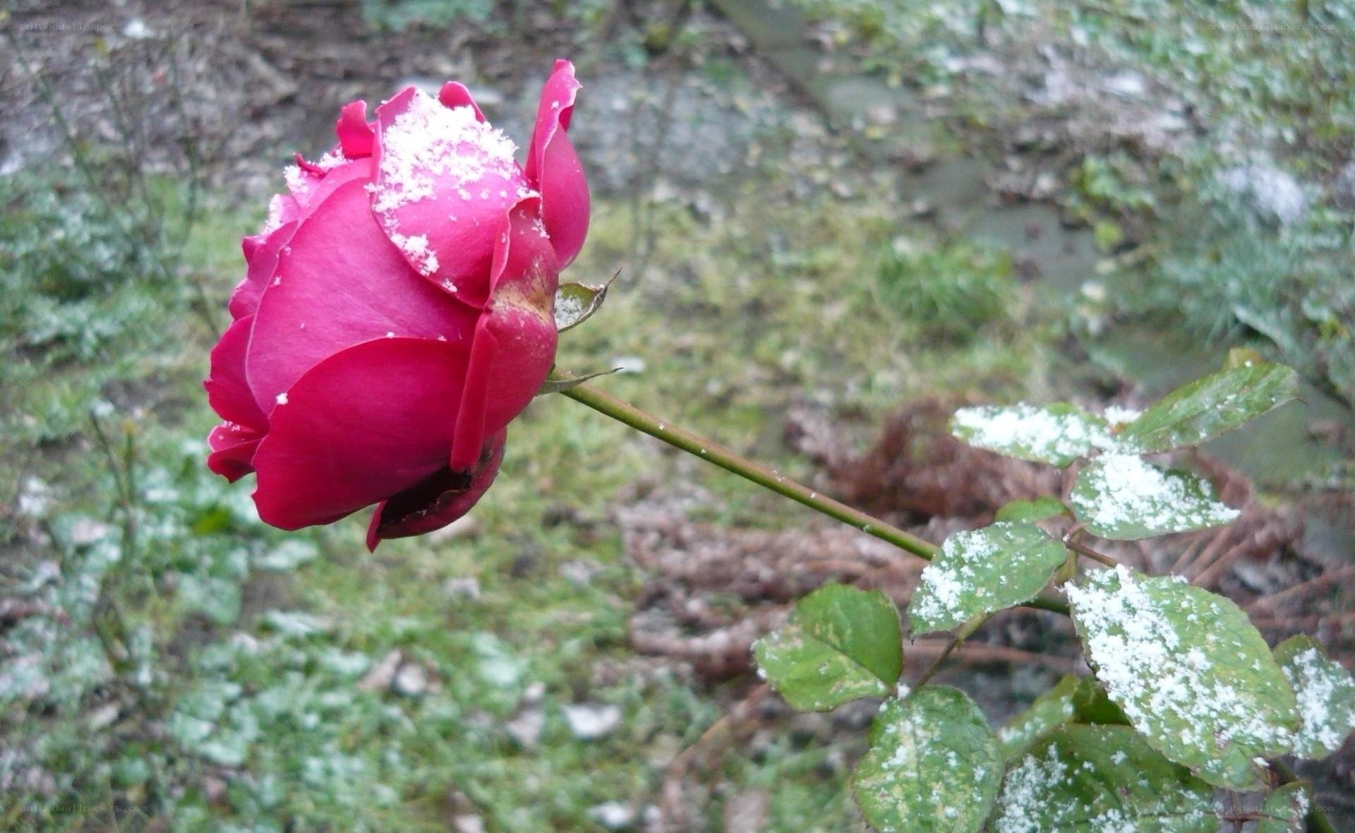 snow-dusted red rose