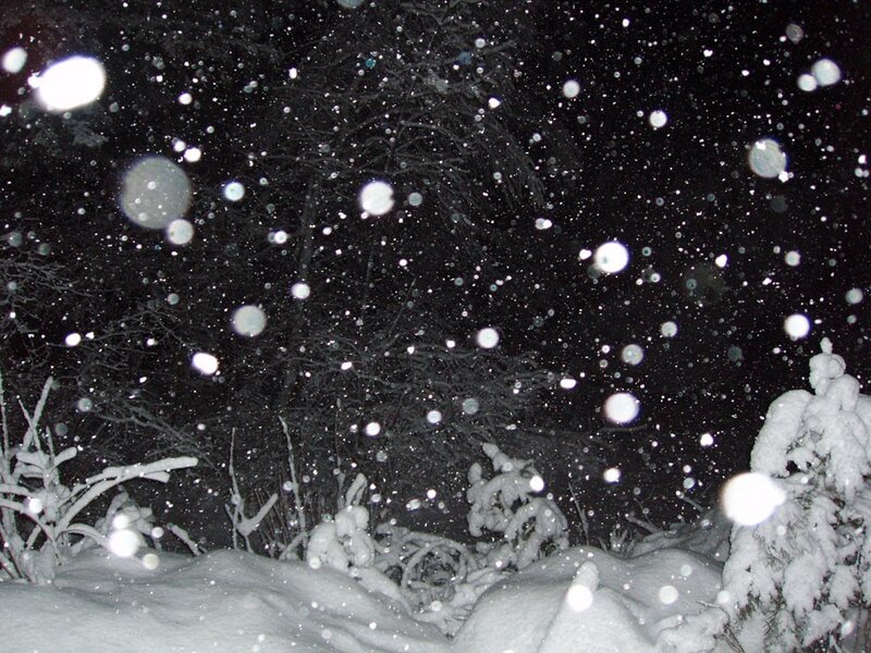 Snow falling at night in forest