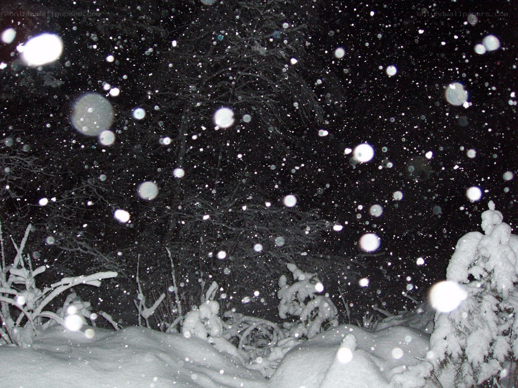 Snow falling at night in forest
