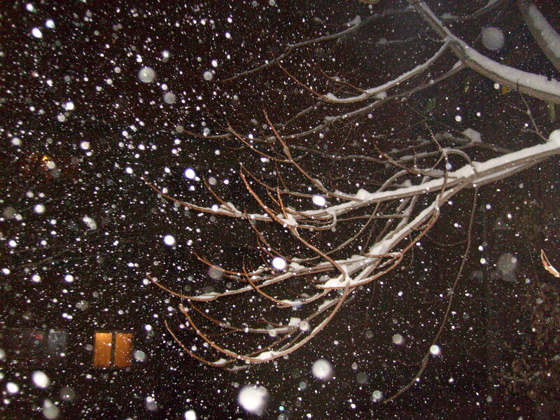 Snow falling at night on tree branches