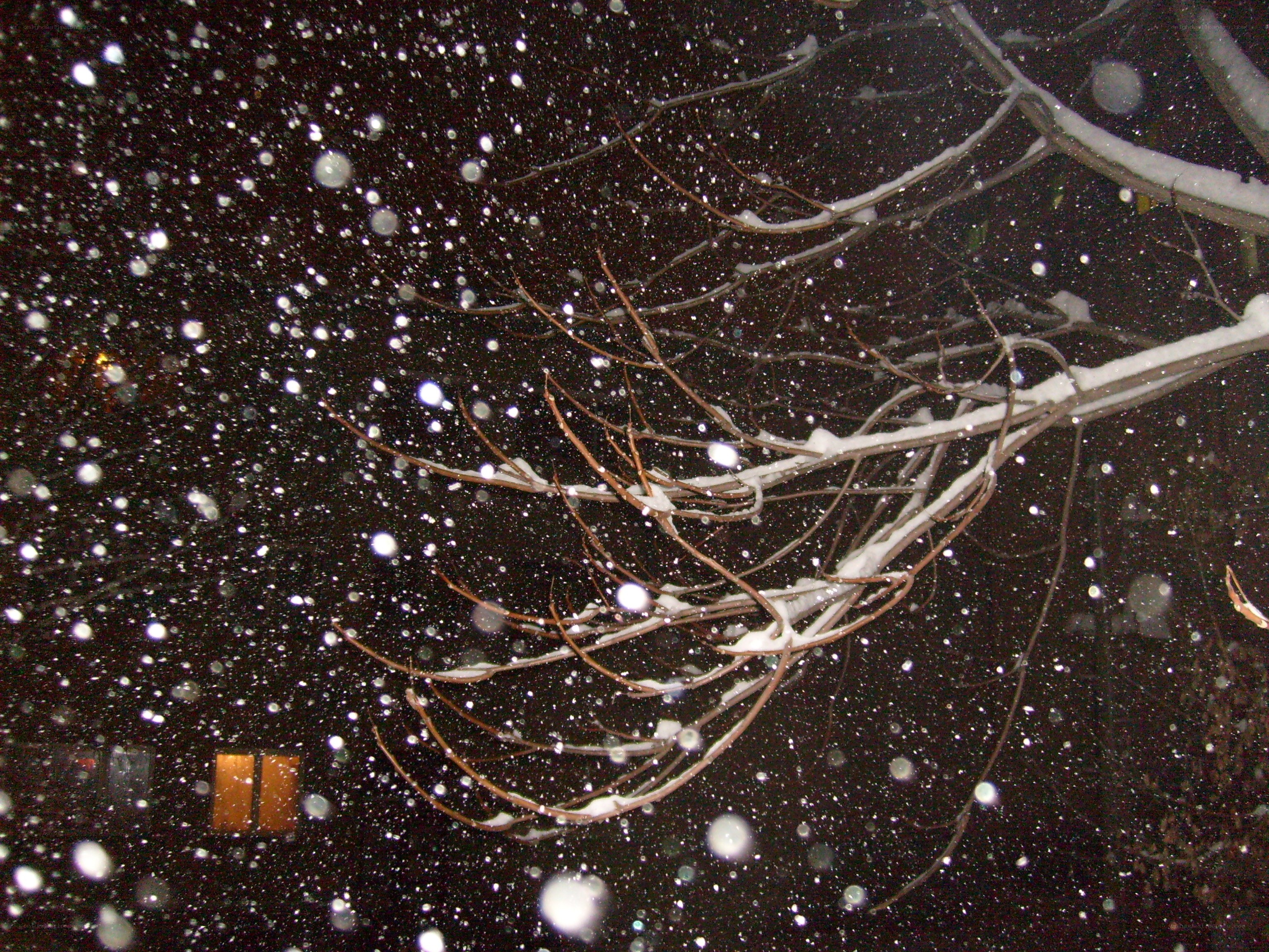 Snow falling at night on tree branches