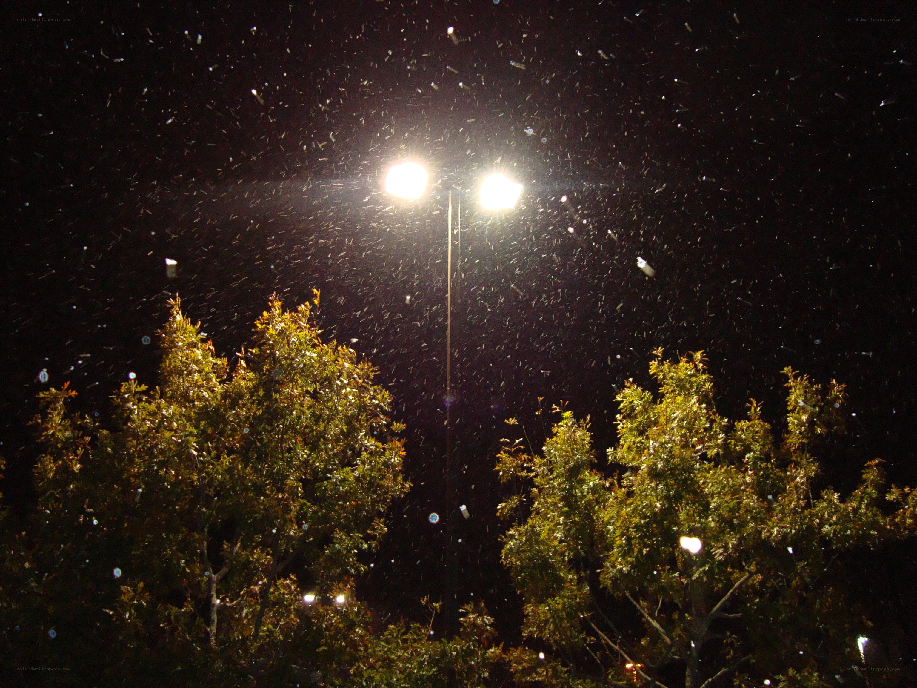 Snow falling at night under streetlights