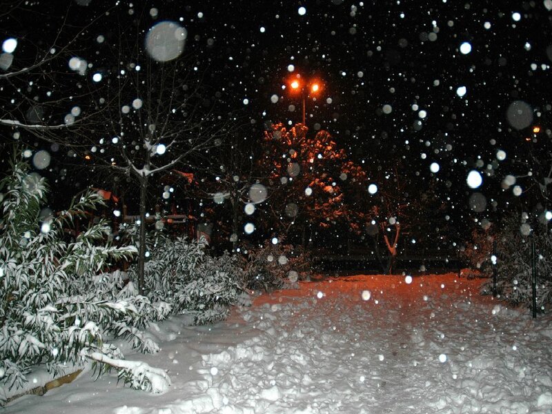 Snow Falling at Night — White, Calm, Photograph, Trees