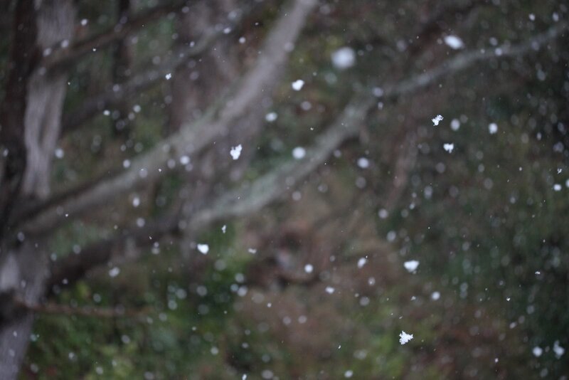 Snow falling in a forest