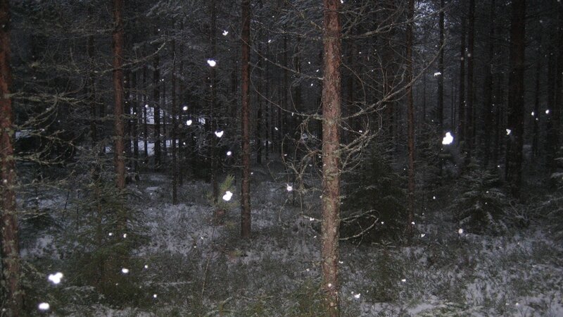 Snow Falling in Forest — Black, Calm