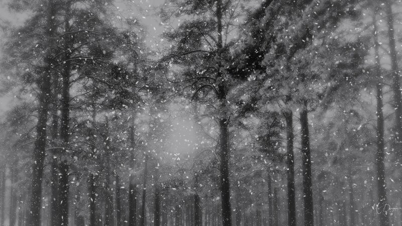 Snow Falling in Forest — Black, Serene