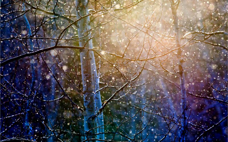 Snow Falling in Forest — Blue
