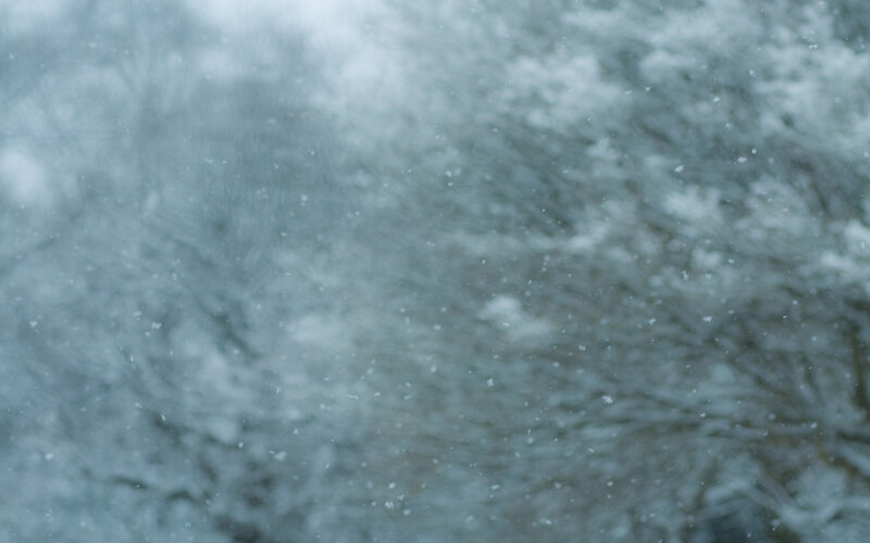 Snow Falling in Forest — Gray