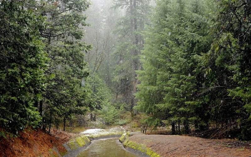Snow Falling in Forest — Green