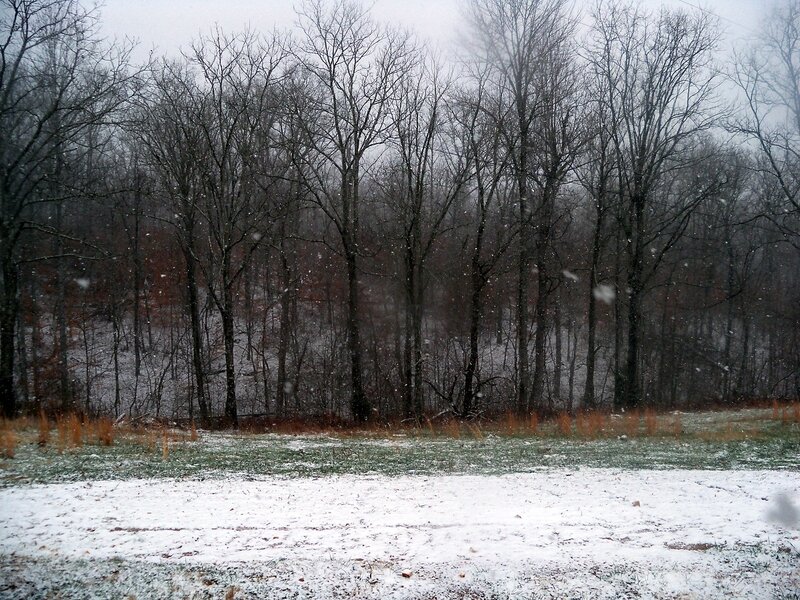 Snow Falling in Forest