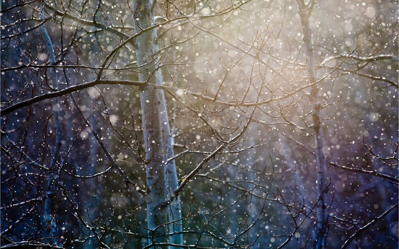 Snow Falling in Forest — White, Serene