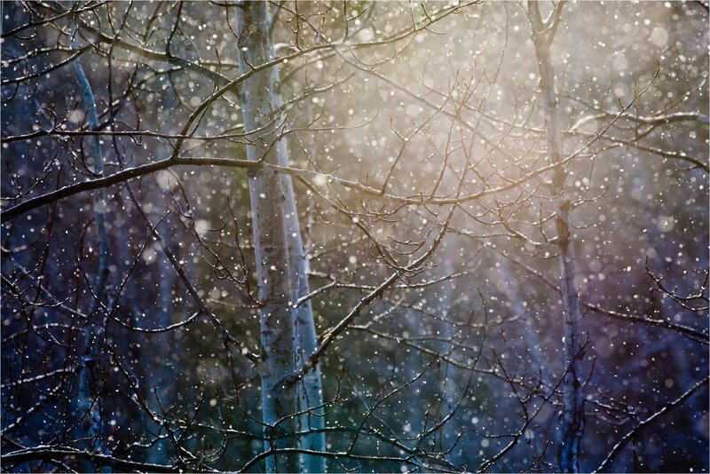 Snow Falling in Forest — White, Serene, Winter, Photograph