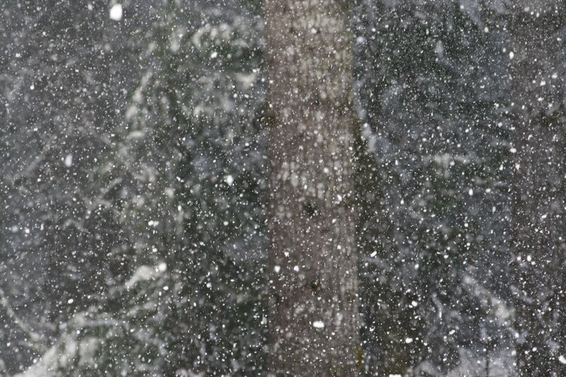 Snow Falling in Forest — White