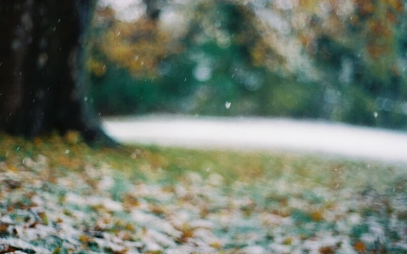 Snow Falling in Park