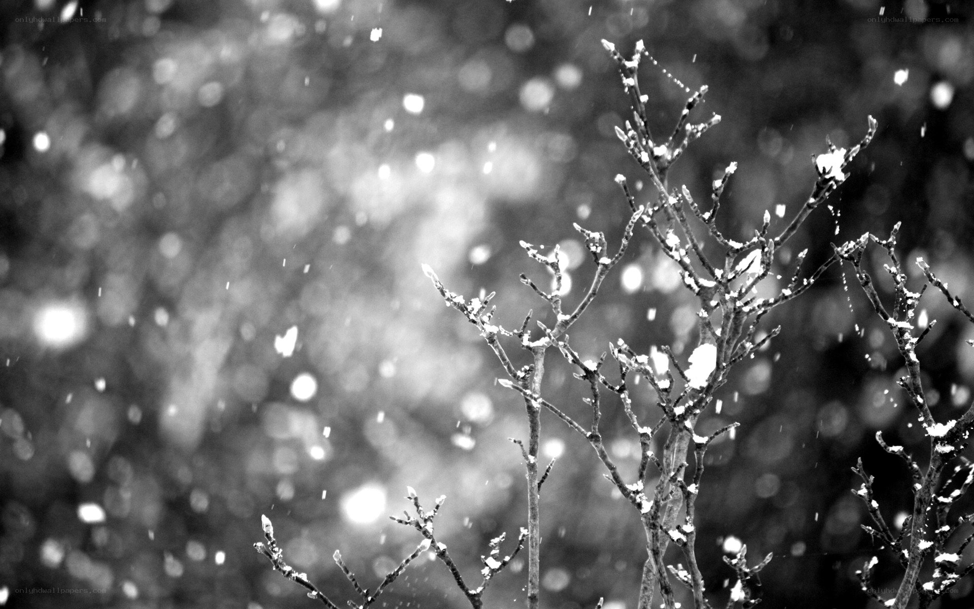Snow falling on bare branches