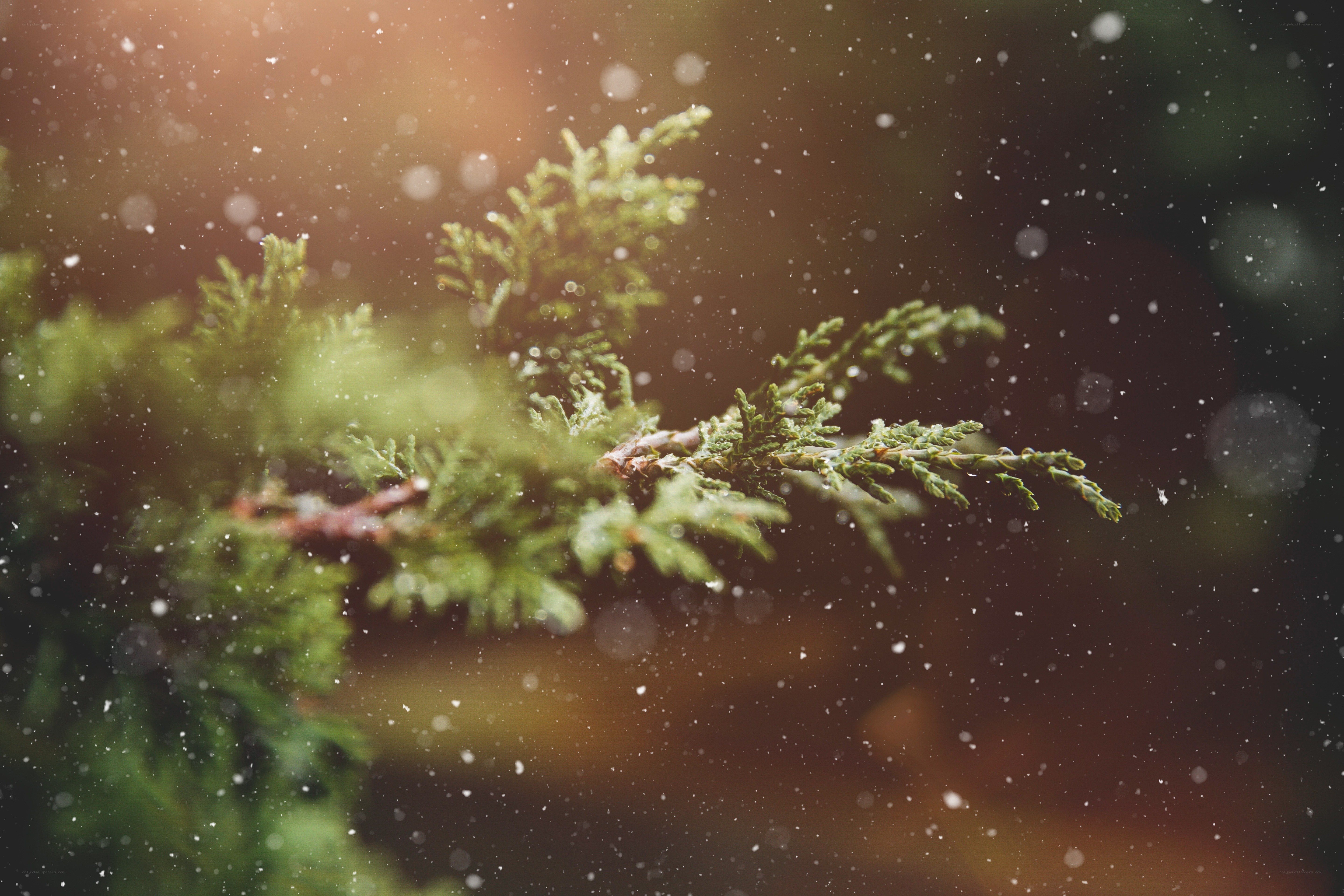 Snow falling on evergreen branch