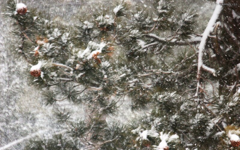 Snow falling on pine branches