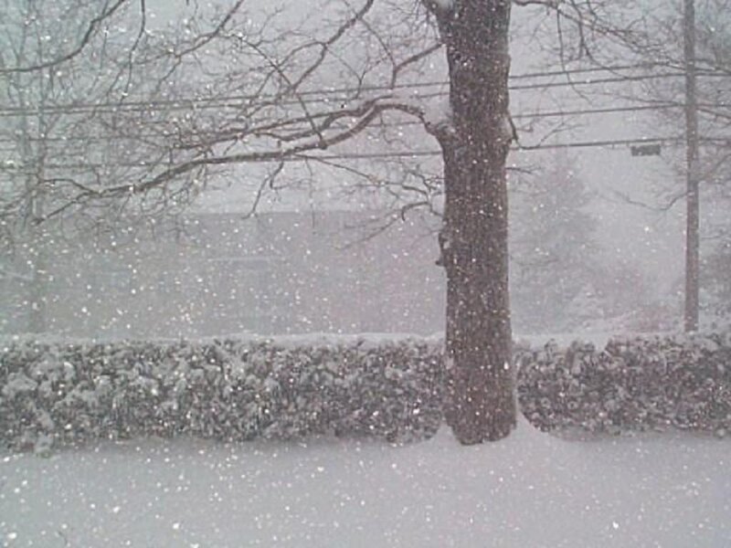 Snow Falling on Tree