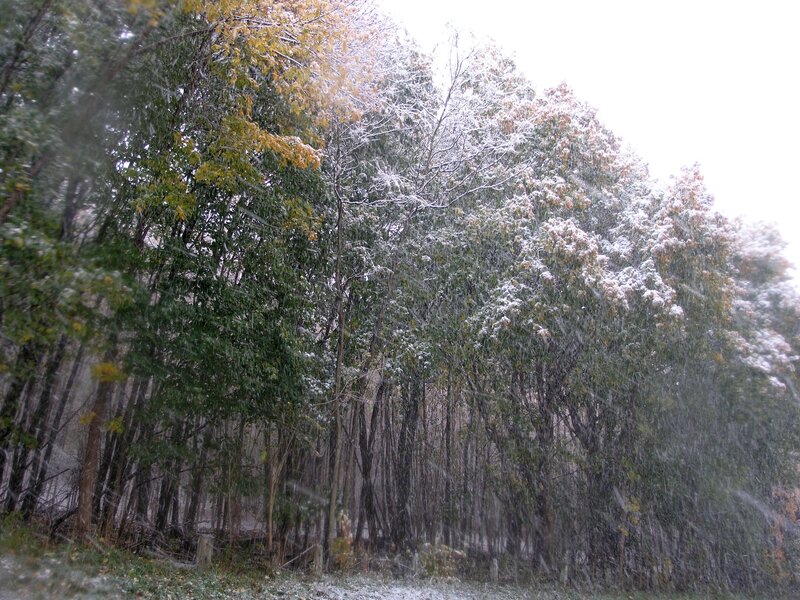 Snow Falling on Trees — Green