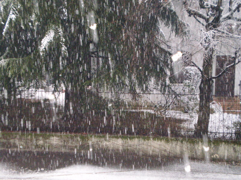 Snow Falling on Trees