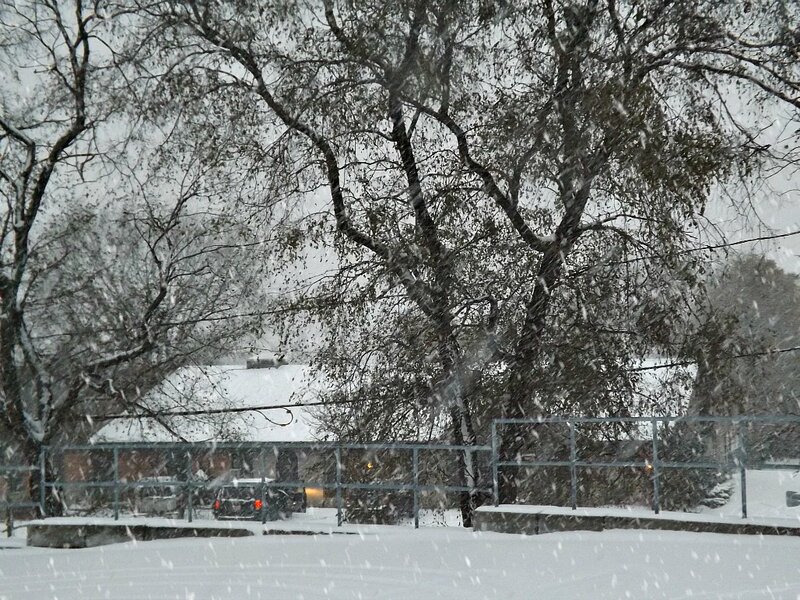 Snow Falling on Trees — White