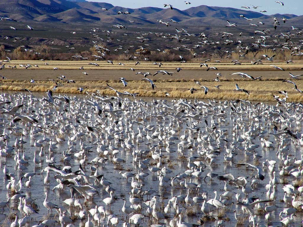 Snow geese in a wetland