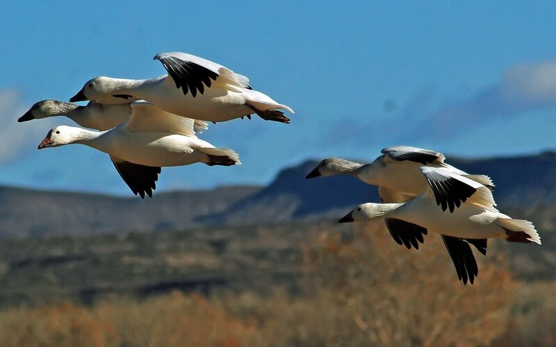 Snow Geese in Flight — Blue, Dynamic