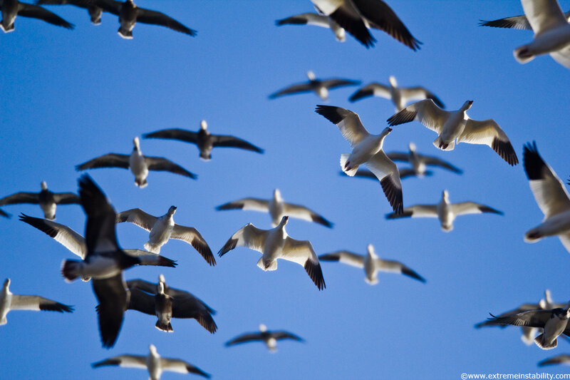 Snow Geese in Flight — Blue