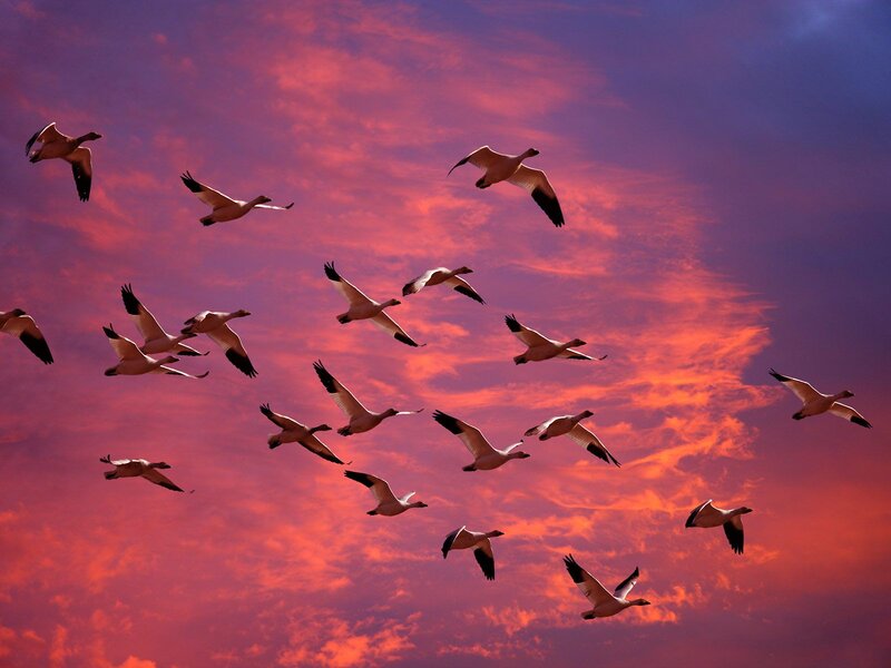 Snow Geese in Flight — Red