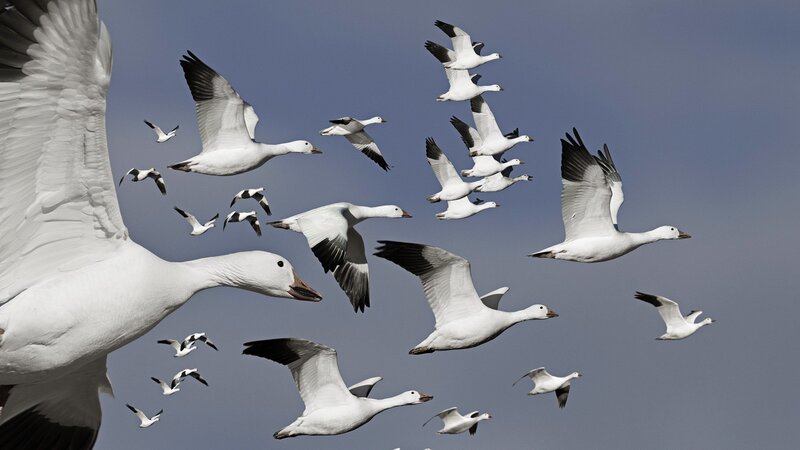 Snow Geese in Flight — White