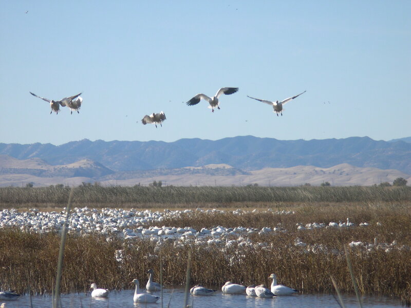 Snow Geese in Marsh