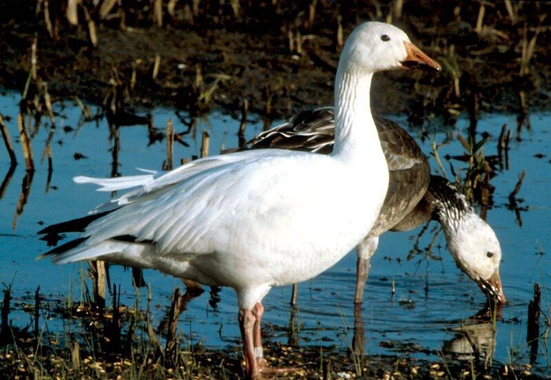 Snow geese in wetland