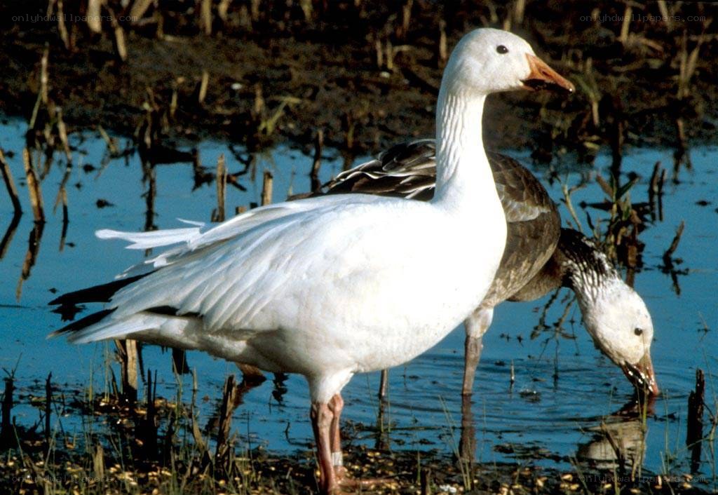 Snow geese in wetland