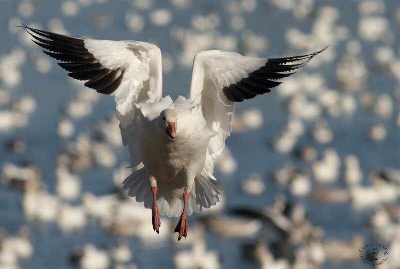 Snow Goose in Flight