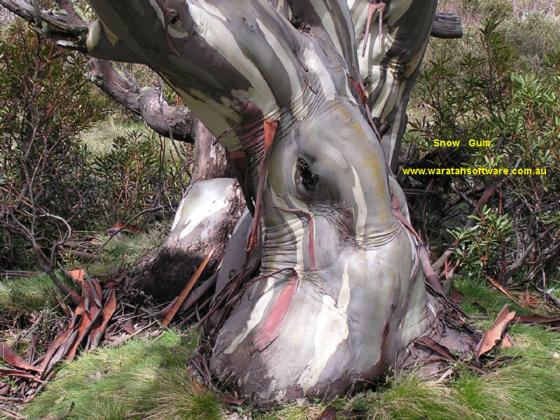 Snow Gum Tree Trunk