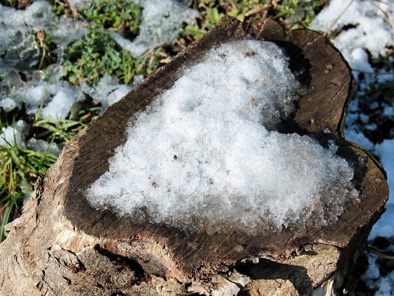 Snow in Tree Stump