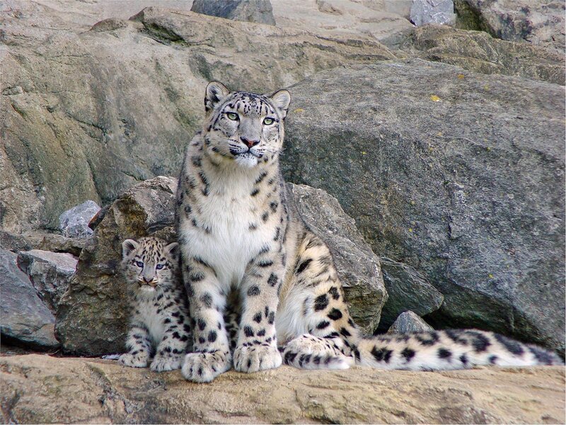 Snow Leopard and Cub — Gray, Calm, Photograph