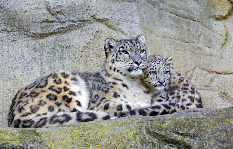 Snow Leopard and Cub — Gray, Calm