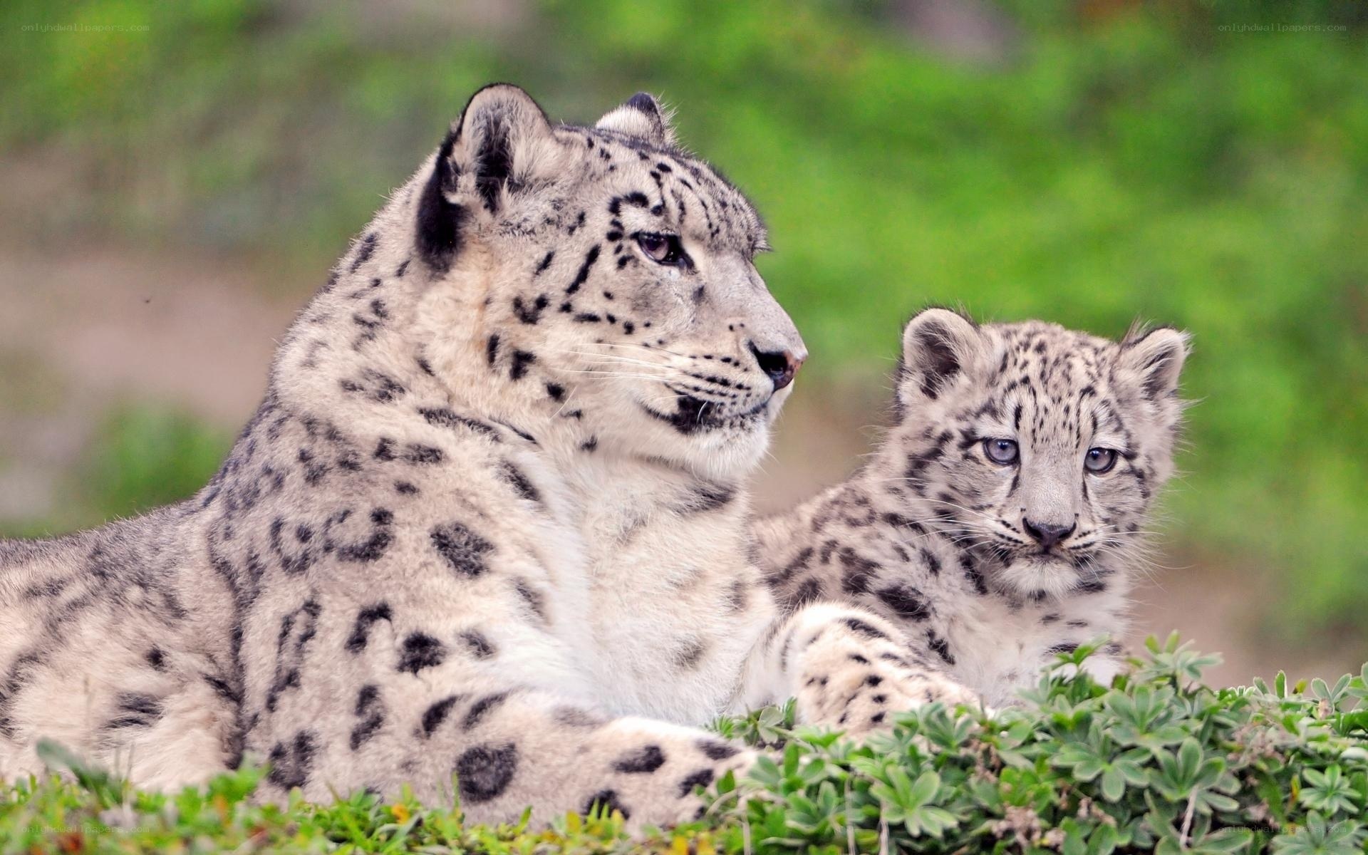 Snow leopard and cub in grass